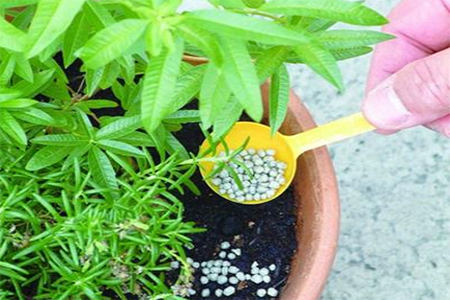 花草施肥 花草施肥
